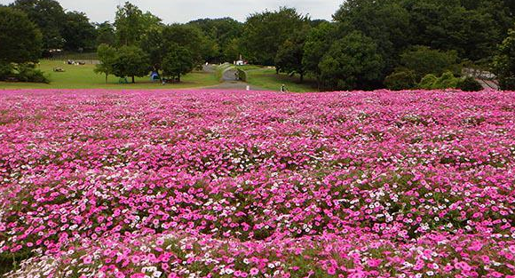 若葉駅から森林公園へ 坂戸 鶴ヶ島 川越の不動産のことならセンチュリー21明和ハウス